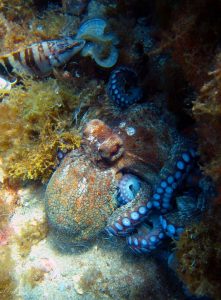 pulpo buceo